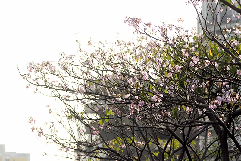 Hoa kèn hồng trên phố Sài Gòn ảnh 3